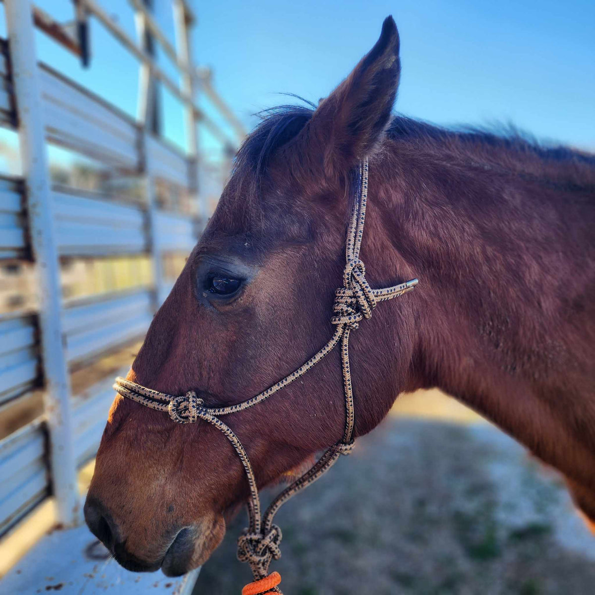 Cowboy Rope Halter – Picosa Creek Outfitters